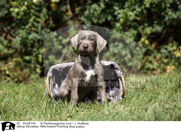 sitzender Slowakischer Rauhbart Welpe / sitting Slovakian Wire-haired Pointing Dog puppy / JH-26145