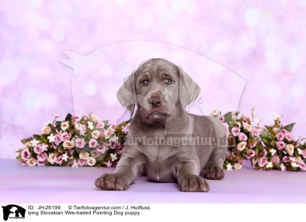 liegender Slowakischer Rauhbart Welpe / lying Slovakian Wire-haired Pointing Dog puppy / JH-26199