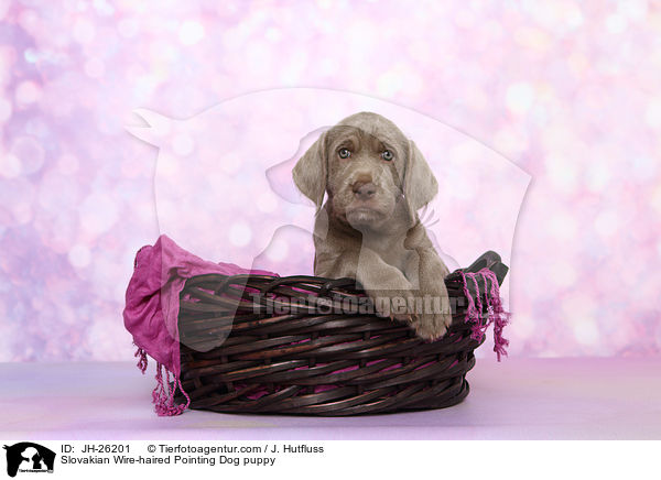 Slowakischer Rauhbart Welpe / Slovakian Wire-haired Pointing Dog puppy / JH-26201