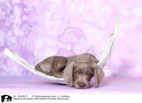 schlafender Slowakischer Rauhbart Welpe / sleeping Slovakian Wire-haired Pointing Dog puppy / JH-26211