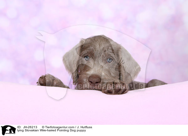 liegender Slowakischer Rauhbart Welpe / lying Slovakian Wire-haired Pointing Dog puppy / JH-26213