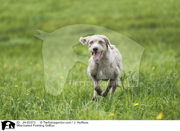 Slowakischer Rauhbart / Wire-haired Pointing Griffon / JH-30373