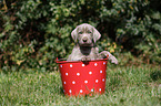 Slovakian Wire-haired Pointing Dog puppy