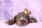 sleeping Slovakian Wire-haired Pointing Dog puppy
