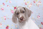 Slovakian Wire-haired Pointing Dog puppy Portrait