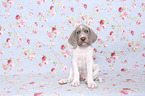 sitting Slovakian Wire-haired Pointing Dog puppy