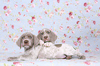 lying Slovakian Wire-haired Pointing Dog puppies