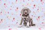 sitting Slovakian Wire-haired Pointing Dog puppy