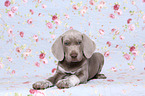 lying Slovakian Wire-haired Pointing Dog puppy