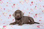 lying Slovakian Wire-haired Pointing Dog puppy