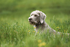 Wire-haired Pointing Griffon