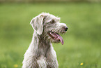 Wire-haired Pointing Griffon
