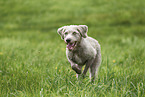 Wire-haired Pointing Griffon