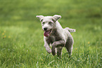 Wire-haired Pointing Griffon