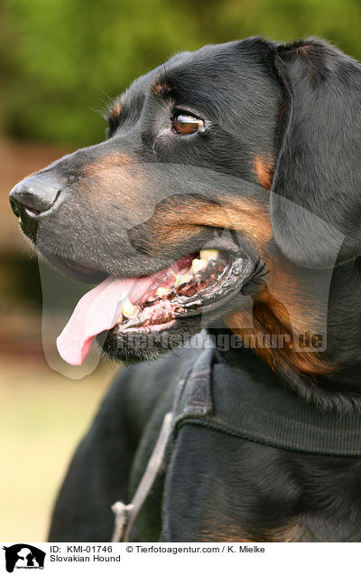 Slowakische Schwarzwildbracke / Slovakian Hound / KMI-01746