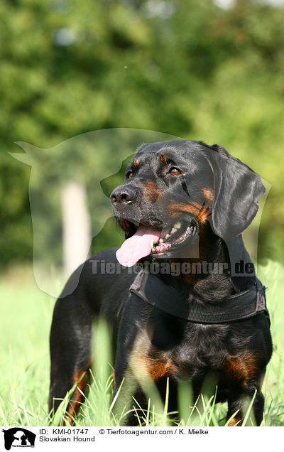 Slowakische Schwarzwildbracke / Slovakian Hound / KMI-01747