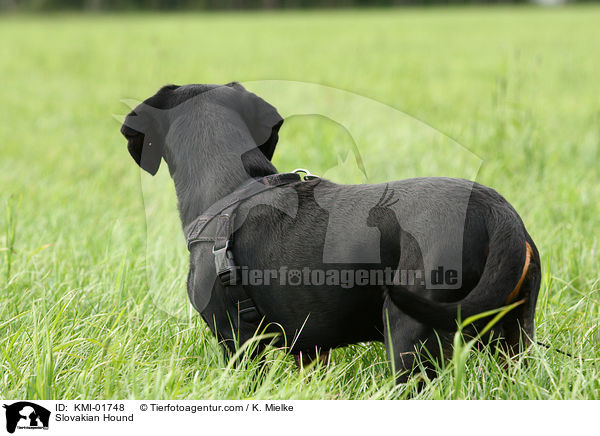 Slowakische Schwarzwildbracke / Slovakian Hound / KMI-01748