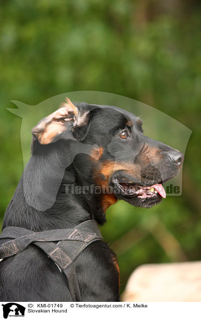 Slowakische Schwarzwildbracke / Slovakian Hound / KMI-01749