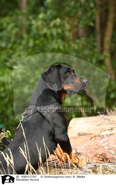 Slowakische Schwarzwildbracke / Slovakian Hound / KMI-01750