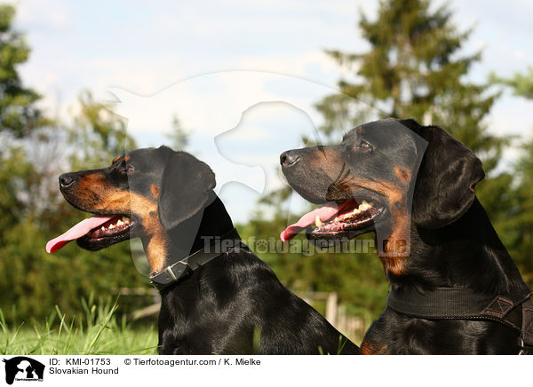 Slowakische Schwarzwildbracke / Slovakian Hound / KMI-01753
