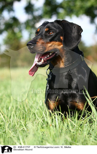 Slowakische Schwarzwildbracke / Slovakian Hound / KMI-01757