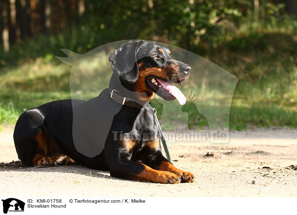 Slowakische Schwarzwildbracke / Slovakian Hound / KMI-01758