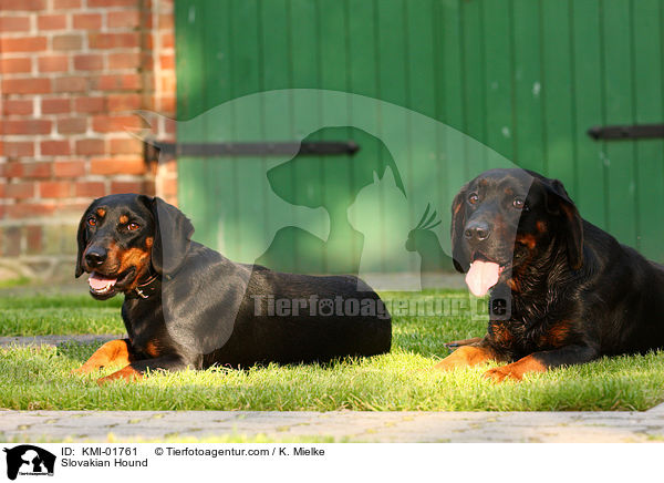 Slowakische Schwarzwildbracke / Slovakian Hound / KMI-01761