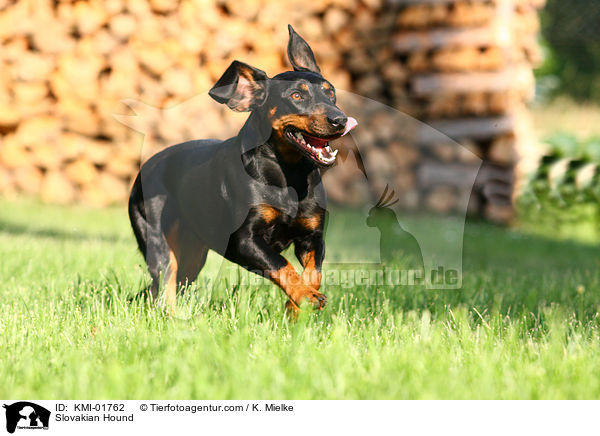 Slowakische Schwarzwildbracke / Slovakian Hound / KMI-01762