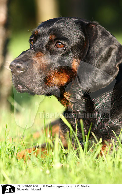 Slowakische Schwarzwildbracke / Slovakian Hound / KMI-01766