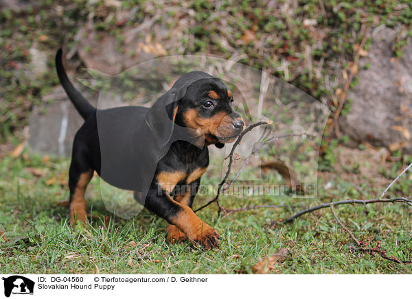 Slowakische Schwarzwildbracke Welpe / Slovakian Hound Puppy / DG-04560