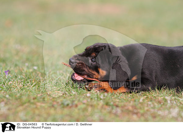 Slowakische Schwarzwildbracke Welpe / Slovakian Hound Puppy / DG-04563