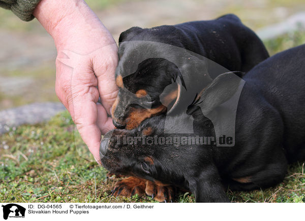 Slowakische Schwarzwildbracke Welpen / Slovakian Hound Puppies / DG-04565