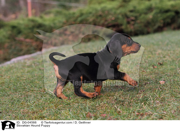 Slowakische Schwarzwildbracke Welpe / Slovakian Hound Puppy / DG-04566