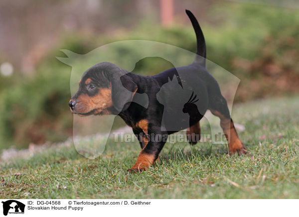 Slowakische Schwarzwildbracke Welpe / Slovakian Hound Puppy / DG-04568