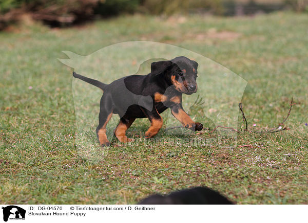 Slowakische Schwarzwildbracke Welpe / Slovakian Hound Puppy / DG-04570
