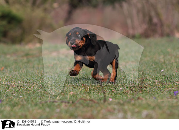 Slowakische Schwarzwildbracke Welpe / Slovakian Hound Puppy / DG-04572