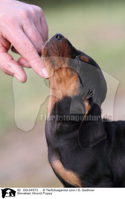 Slowakische Schwarzwildbracke Welpe / Slovakian Hound Puppy / DG-04573