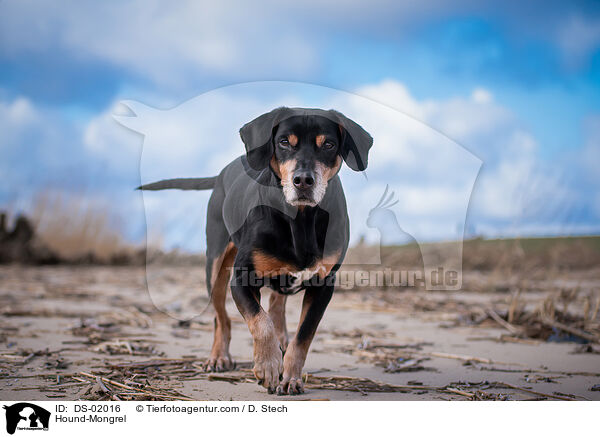 Hound-Mongrel / DS-02016