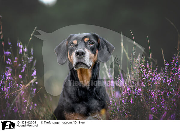 Bracke-Mischling / Hound-Mongrel / DS-02054