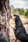 Hound-Mongrel