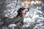 Hound-Mongrel