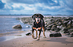 Hound-Mongrel