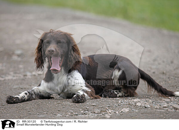 Kleiner Mnsterlnder / Small Munsterlander Hunting Dog / RR-30120