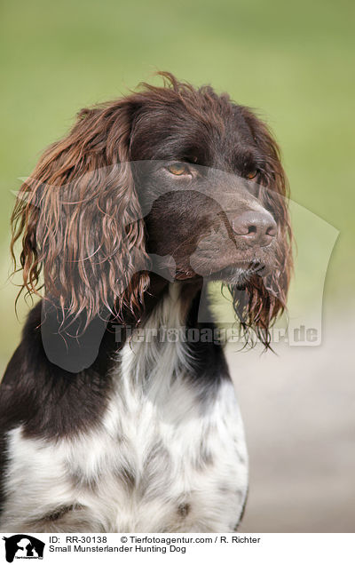 Kleiner Mnsterlnder / Small Munsterlander Hunting Dog / RR-30138