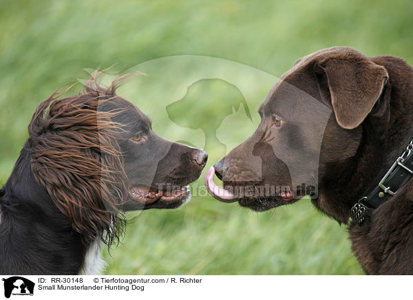 Kleiner Mnsterlnder / Small Munsterlander Hunting Dog / RR-30148