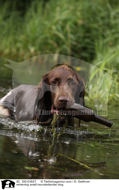 apportierender Kleiner Mnsterlnder / retrieving small munsterlander dog / DG-03827