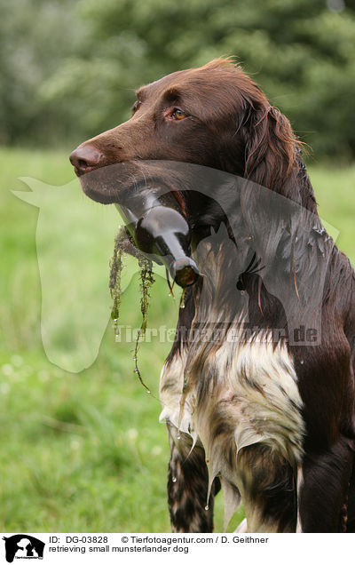 apportierender Kleiner Mnsterlnder / retrieving small munsterlander dog / DG-03828