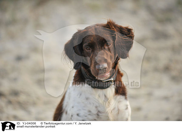 Kleiner Mnsterlnder Portrait / small munsterlander portrait / YJ-04006