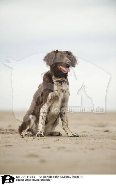 sitting small munsterlander / AP-11068