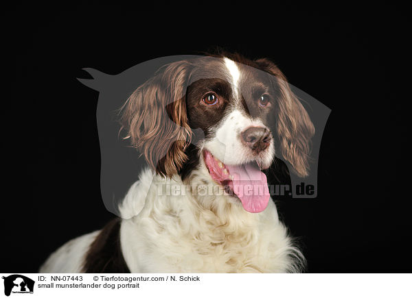 small munsterlander dog portrait / NN-07443
